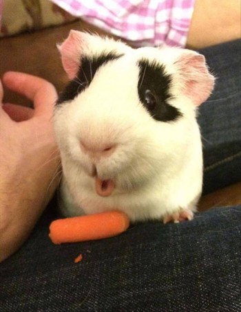 OOOHHH, A CARROT!