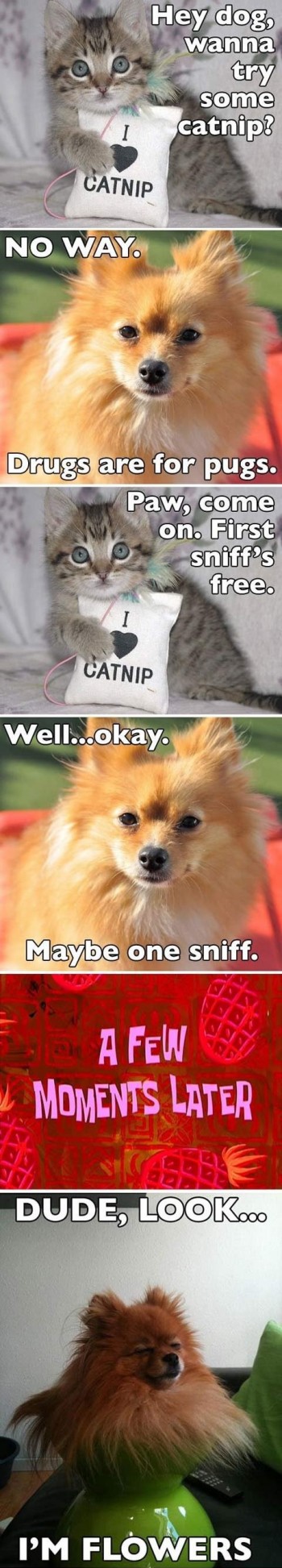 Catnip