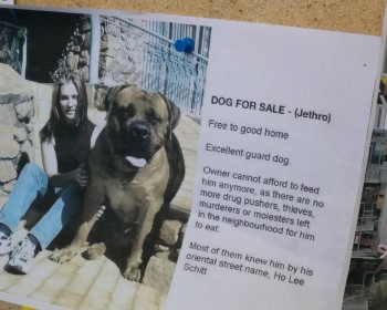 Dog For Sale