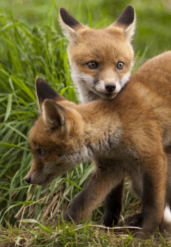 Fox Cubs