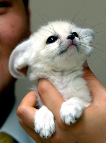 Baby White Fox