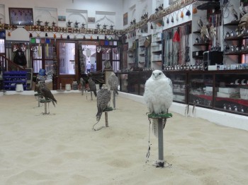 Falcon shop