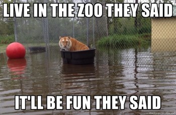 Contemplating tiger