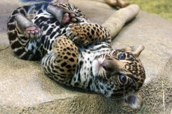 Meow and/or Rawr!