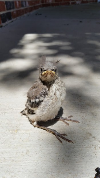 Grumpy Bird