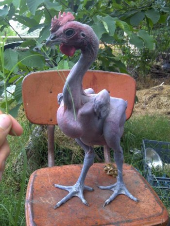 Rooster with no feathers