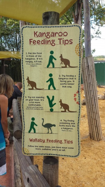 Kangaroo Feeding Tips
