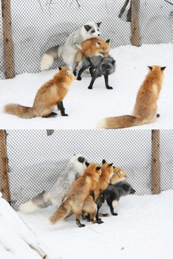 Fox "Fun"