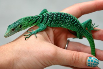 Baby Green Tree Monitor