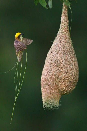 Avian Architecture