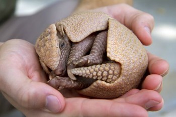Baby Armadillo