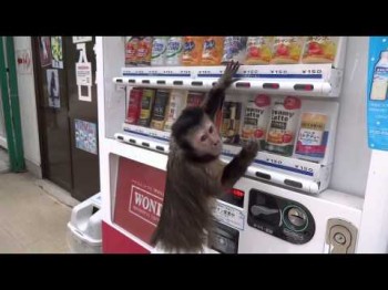 Monkey Buys Juice From Vending Machine