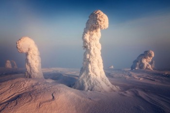 Finnish Lapland Trees
