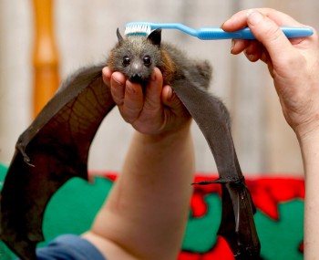 Bat Hair Day