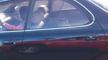 Owl riding in the back seat of a car