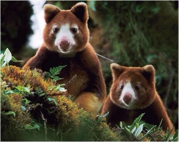 Tree Kangaroo