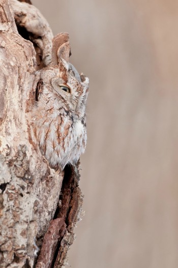 Owl Camouflage