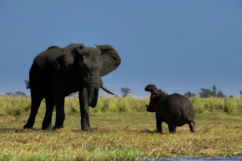 Hippo vs Elephant