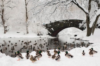 Duck In Central Park