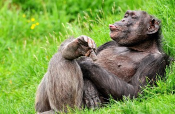 Chimp