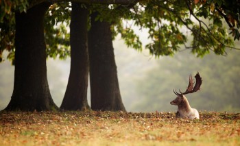 Under The Chestnut Tree