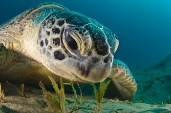 Baby Sea Turtle