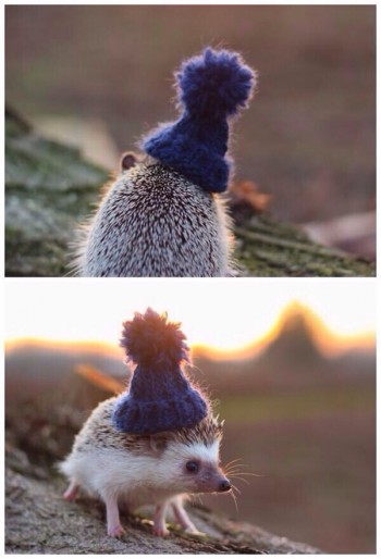 Hedgehog Wearing Hat
