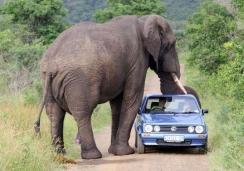 Elephant loves car