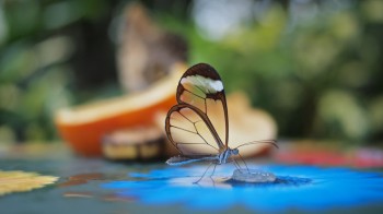 Glasswinged Butterfly
