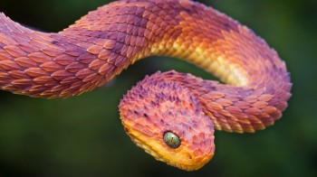 African Bush Viper