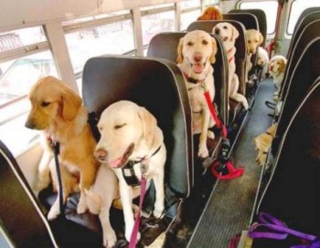 Dog Bus