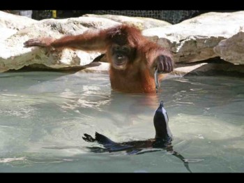 Orangutan feeding penguin