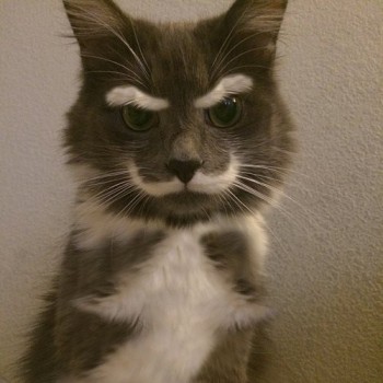 Evil Cat