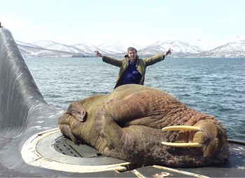 Walrus sleeping on a Russian Submarine