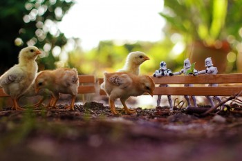 Little Farm