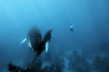 Swimming with Whales