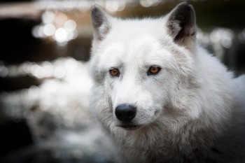 Arctic Wolf