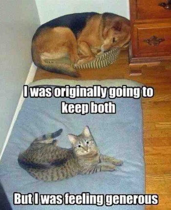 Cats