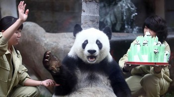 Panda Birthday