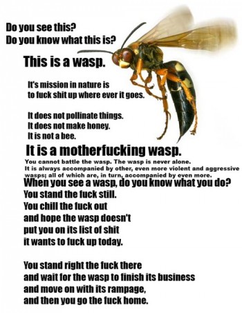 This is a wasp