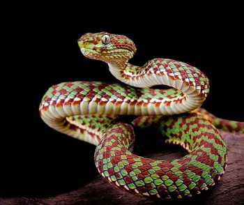 Bamboo Viper