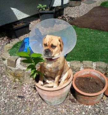 I'm a flower