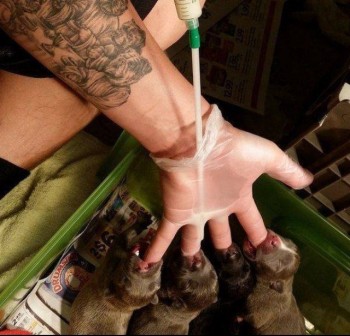 Make-shift puppy feeder
