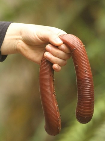 Massive Earthworm