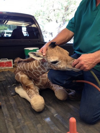 Premature baby giraffe getting oxygen