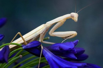 Albino Praying Mantis