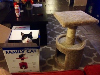Cats are jerks