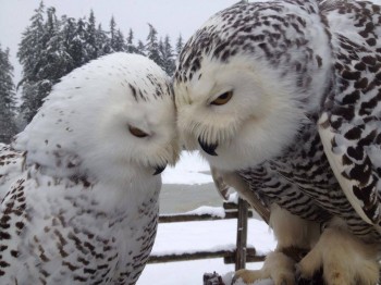 Snowy Owl Love in the Snow