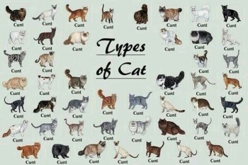 Types of Cats