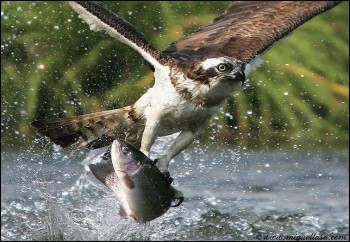 Good Catch